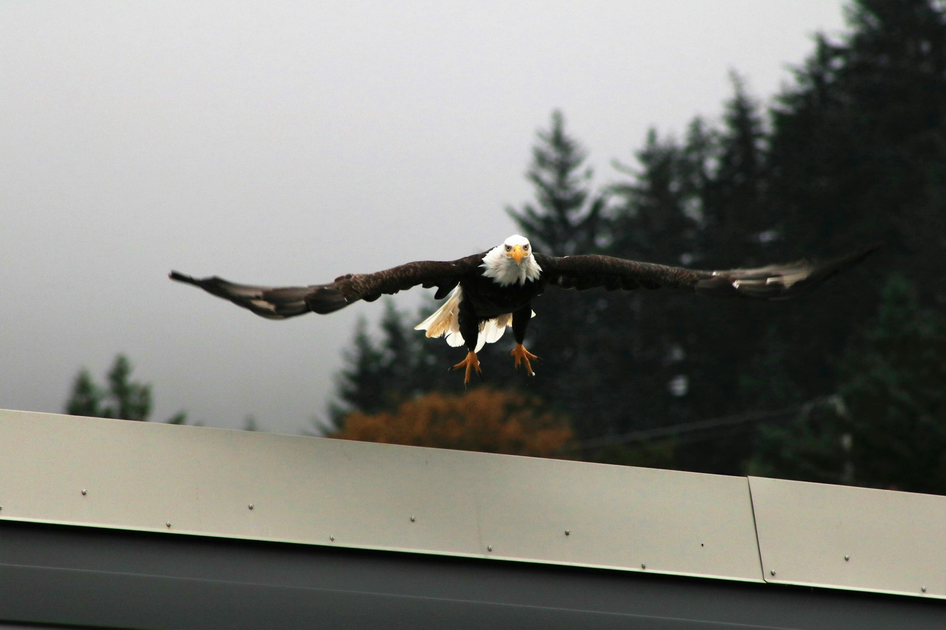 bald eagle